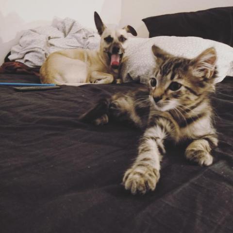 Vivian - 中途的小屁貓和寄宿的大哥哥，相處愉快超級有愛~