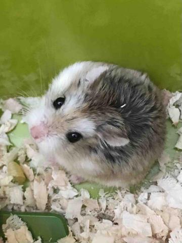 提供缺點服務的專家邱士恩