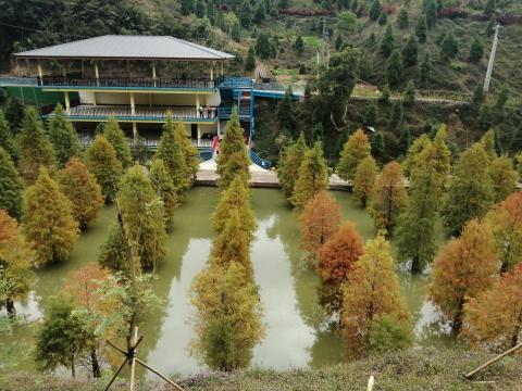斌斌旅遊網 - 位於南庄的落羽松，占地空間大，很不錯的環境‧