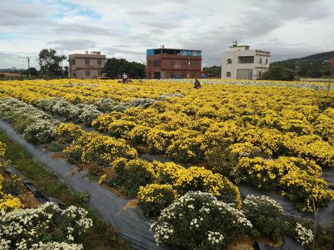 斌斌旅遊網 - 銅鑼杭菊，季節限定