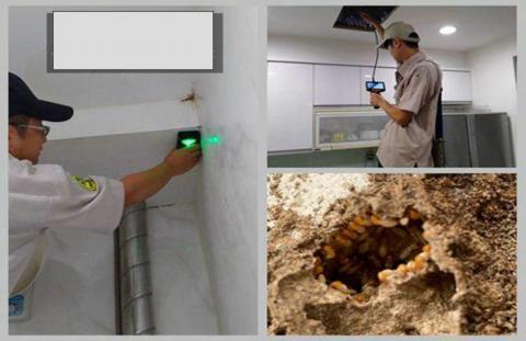 極淨專業除蟲 - 採用白蟻偵測器，確認白蟻實際位置