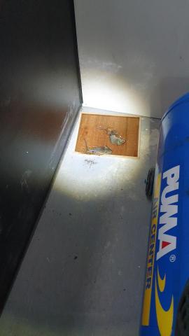 極淨專業除蟲 - 滅鼠維護