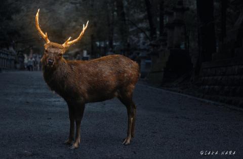 劉佳佳 - 發光鹿