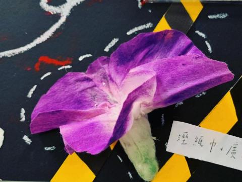 楊昀蒨 - 寫實牽牛花

廣顏+濕紙巾