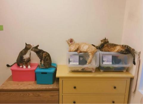 園長-王郁喬 -  我的四隻寶貝～～右邊兩隻今年8歲 左邊四歲 很乖 家裡有貓籠可以隔離手手壞壞的喵（不打罵教育）