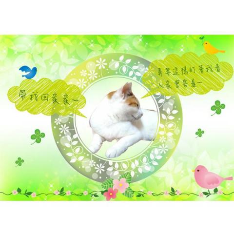 圓周貓 - ☆貓中途貓咪送養宣傳圖
☆可愛風格、文雅風格 圓周貓 - ☆貓中途貓咪送養宣傳圖
☆可愛風格、文雅風格