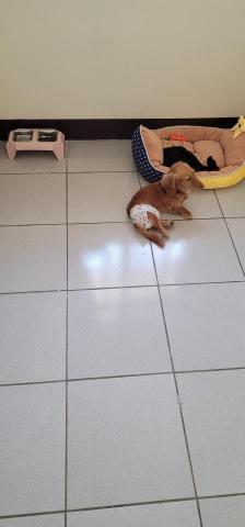 Pochacco寵物小窩 - 長毛臘腸住宿照