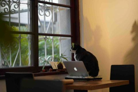 查理斯 - 咖啡廳的貓