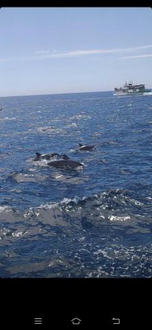 提供n4服務的專家K日文翻譯