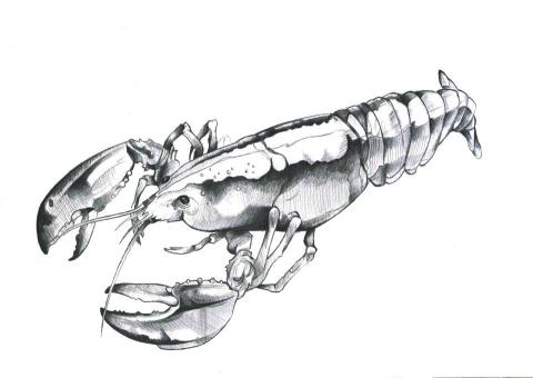 華安 - 素描-龍蝦