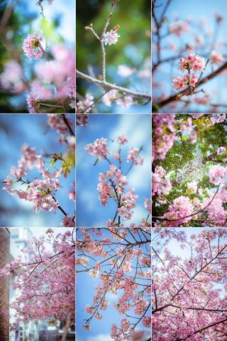 幸福人影像-攝影師耿哥 - 櫻花季-@新竹公園