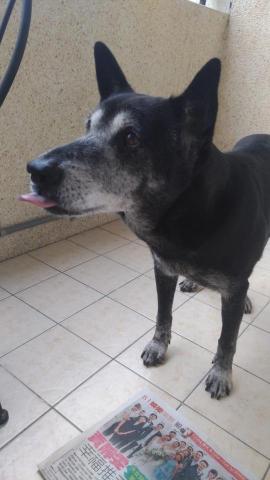 鍾成 - 你見過這隻狗嗎?
如果沒有,現在讓你看看
他叫小寶