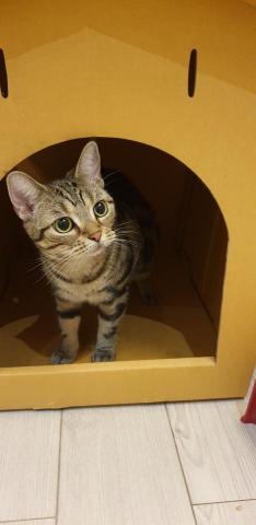 提供公關服務的專家林秀娟