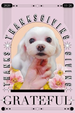 與你相遇寵物沙龍到府美學館 -  與你相遇寵物沙龍到府美學館 -