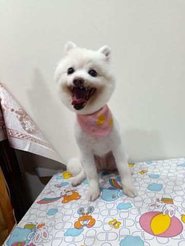 與你相遇寵物沙龍到府美學館 -  與你相遇寵物沙龍到府美學館 -