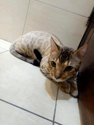 與你相遇寵物沙龍到府美學館 -  與你相遇寵物沙龍到府美學館 -