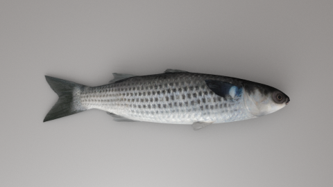 日青 - 【烏魚】
3ds Max 製作