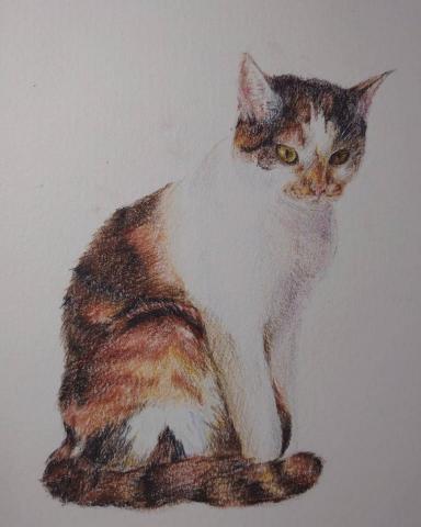 Sherry Lin - 色鉛筆