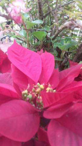 徐志辰 - 美麗的花朵 英文怎麼說?