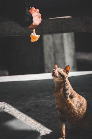 冬樹君 - 寵物照