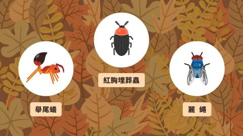 Una 動畫設計 - 如果昆蟲都消失了? 環境資訊中心-影片畫面