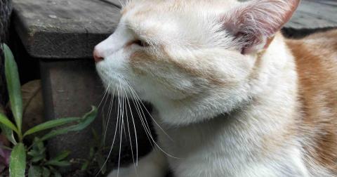 麋鹿森林 - 所有的悲傷，都會隨著時間淡去