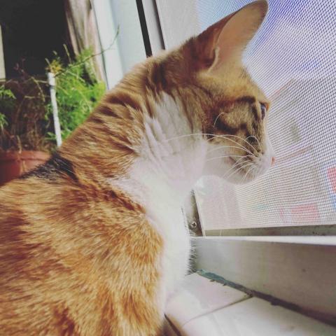 麋鹿森林 - 貓，總是散發著靈的氣息