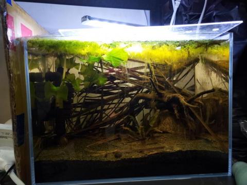 小魚仙魚缸設計 - 