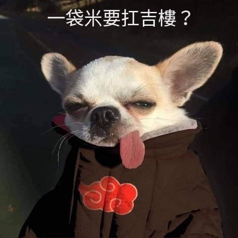 提供apex服務的專家小白