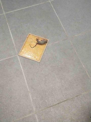 專業淨實業有限公司 - 黏鼠板捕捉