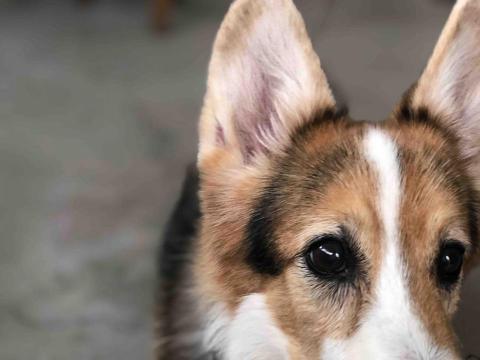 提供打版师服務的專家李孟珣