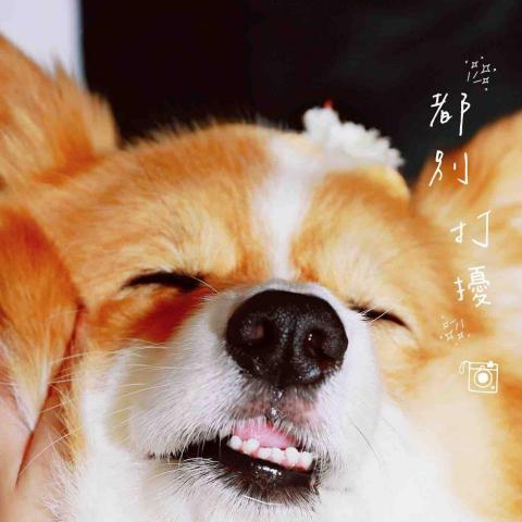 蕉蕉攝影photography studio - 狗狗寫真拍攝