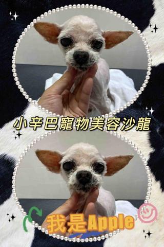 小辛巴寵物美容沙龍 - 作品圖