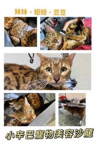 小辛巴寵物美容沙龍 - 作品圖