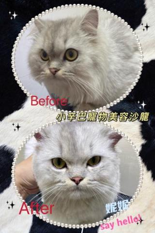 小辛巴寵物美容沙龍 - 作品圖