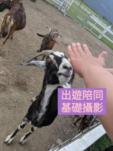 MOMO代理人服務 - 