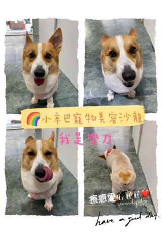 小辛巴寵物美容沙龍 - 作品圖