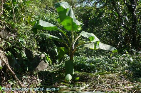簡銘宏 - 頻臨絕種〝大米七香蕉〞