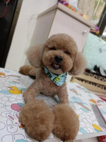 與你相遇寵物沙龍到府美學館 -  與你相遇寵物沙龍到府美學館 -