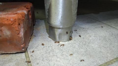 霆均消毒～抓老鼠 - 魔鬼藏在細節裡。合理的報價才有高品質效果。