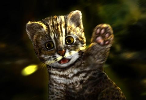 小狼繪 - 石虎電繪
軟體:PS