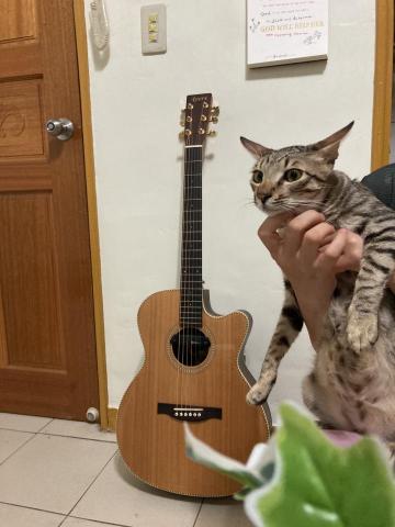 Irene ♫ - 兩個寶貝：吉他和貓。