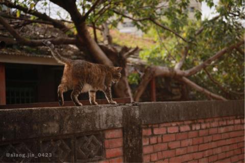 黃湘伶 - 《嚮導》