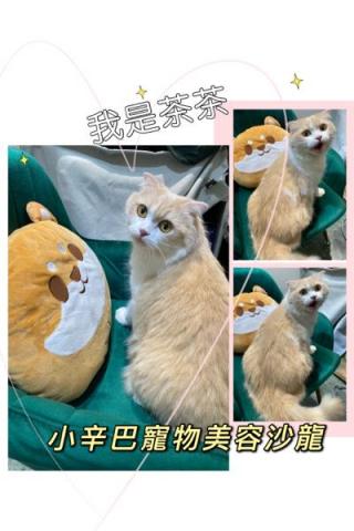 小辛巴寵物美容沙龍 - 