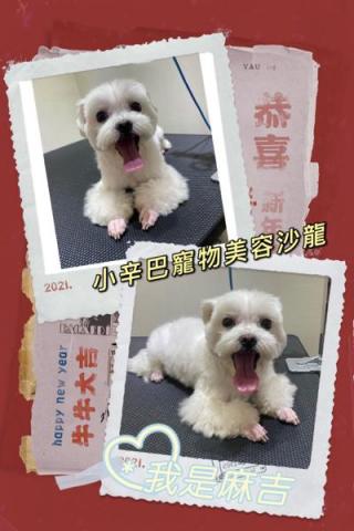 小辛巴寵物美容沙龍 - 