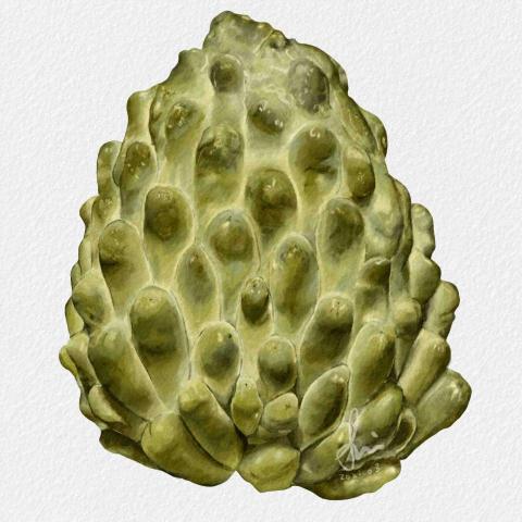 Hsiao-Chu Design  - 水彩風格釋迦-電腦繪圖