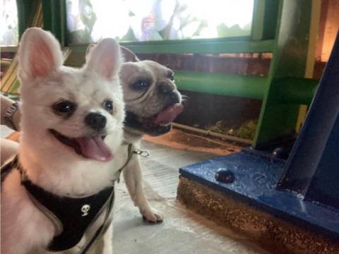 搖屁屁寵物美容民宿（不關籠） - 晚上也出來遛遛耶 好開心