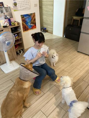 搖屁屁寵物美容民宿（不關籠） - 乖乖坐好握手就會有小獎勵新鮮的肉乾唷