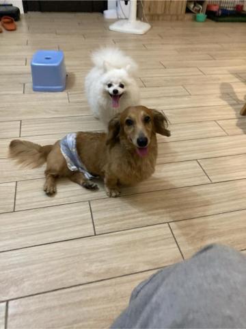 搖屁屁寵物美容民宿（不關籠） - 玩的不亦樂乎 而且還能交到狗狗朋友