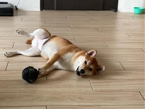 搖屁屁寵物美容民宿（不關籠） - 舒服的木紋磚 讓我不會滑倒 而且可以涼快又不冰冷的躺著好舒服